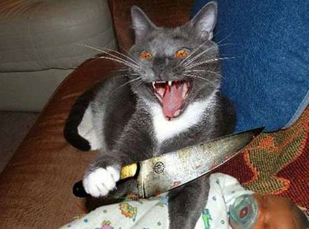 angrycat.jpg