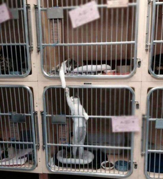 animals-that-dont-suck-40-photos-13